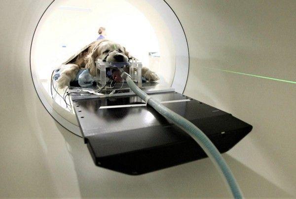 Vet Clinic Xray